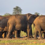 african-elephants-group-ZBKSVFU