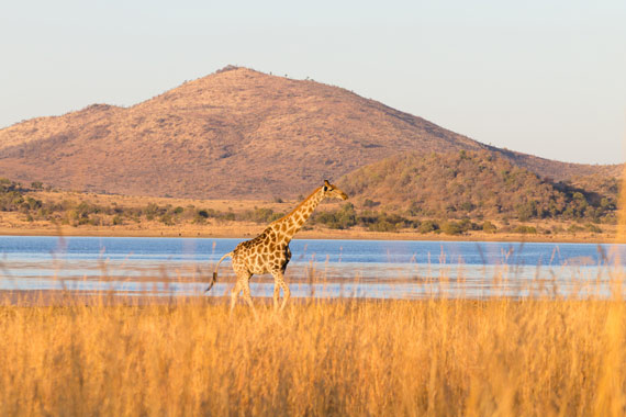 pilanesberg-giraffe
