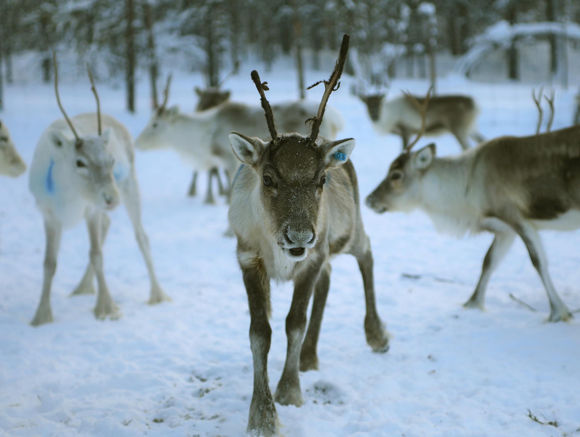 reindeer-4755829_1920